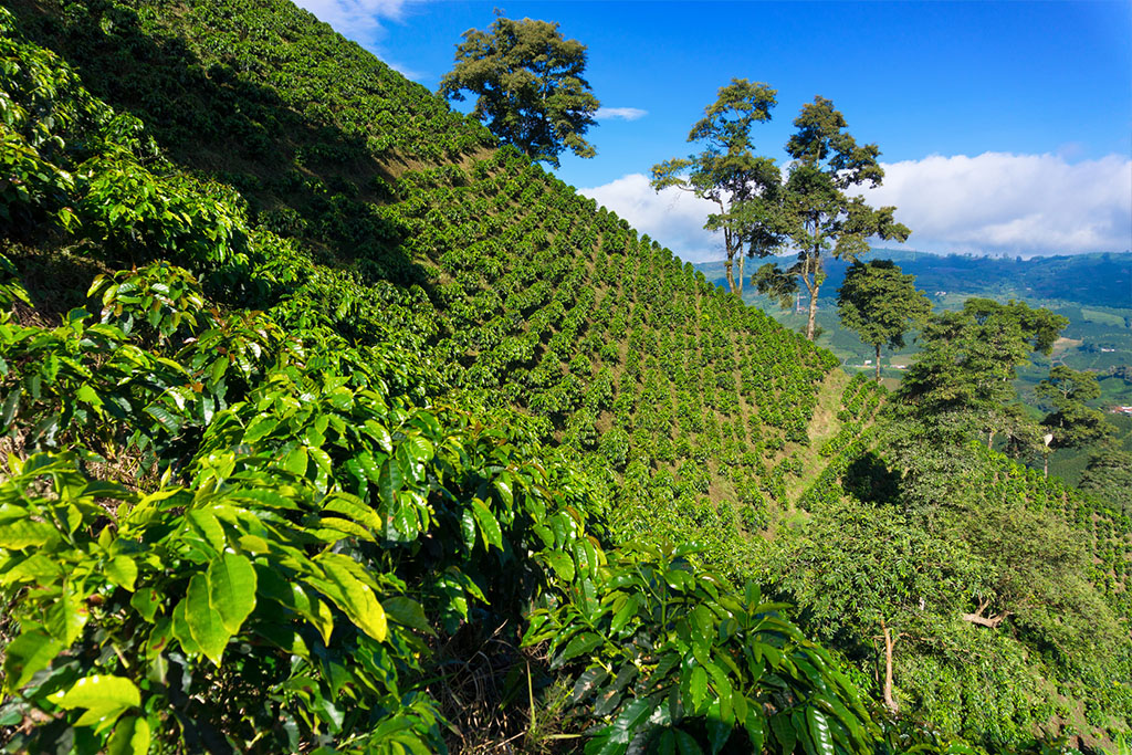 plantacion (1)